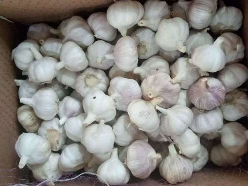 Organic Type Fresh Garlic