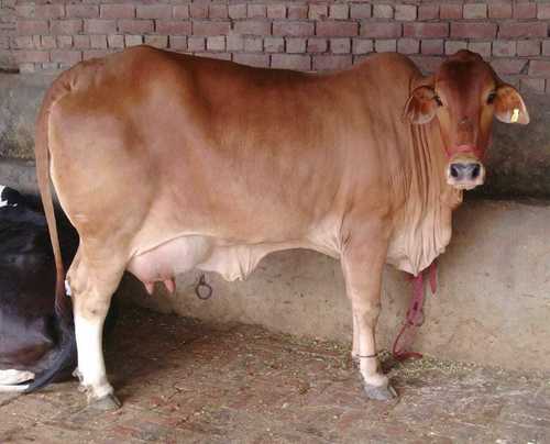 Reddish Color Sahiwal Cow for Dairy