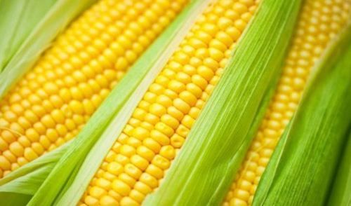 Fresh Raw Yellow Corn