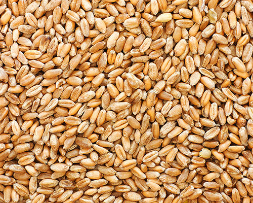 High Quality Wheat Grain