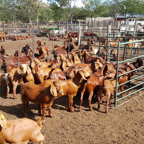 Males and females Boer Goats
