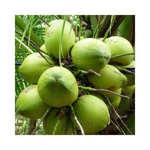 Green And Fresh Young Coconut