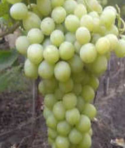 A Grade Fresh Grapes