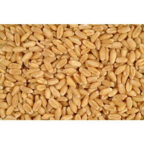 A Grade Whole Wheat Grains