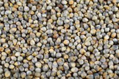 Common Dried And Cleaned Pearl Millet