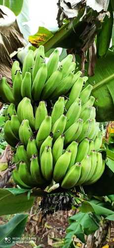 Farm Fresh Banana (DesG9)