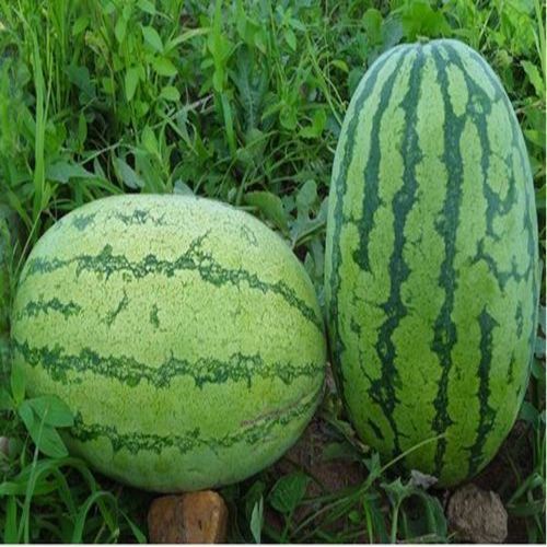 Rich Tasty Hybrid Watermelon