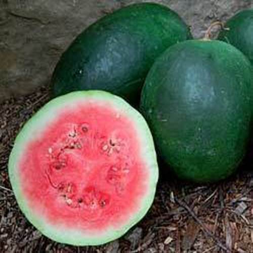 Rich Tasty Organic Watermelon