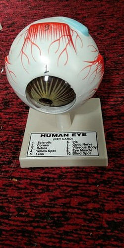 Fiberglass Human Eye Model Application: Clinic