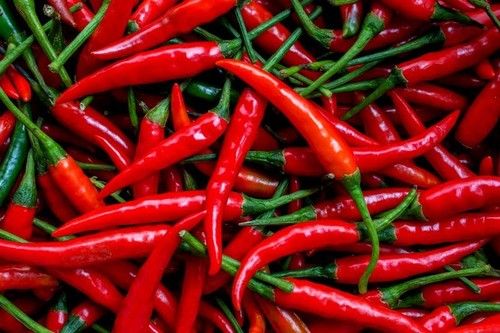 Hot and Fresh Red Chilli