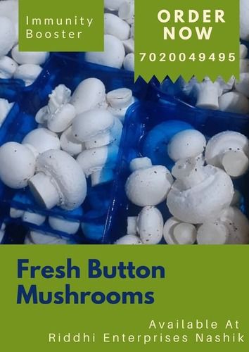 Normal Fresh White Button Mushroom