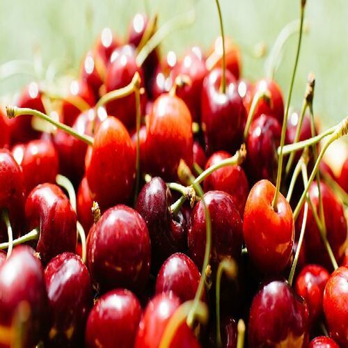 Dark Red Healthy And Nutritious Fresh Cherries