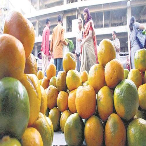 Organic Fresh and Healthy Oranges