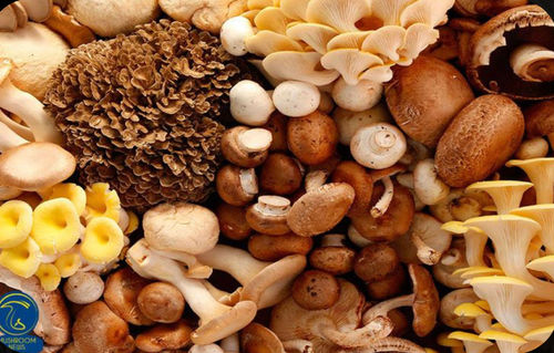 Edible Premium Mushrooms