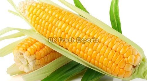 Organic Farm Fresh Yellow Corn