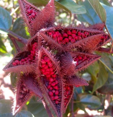 Natural Red Annatto Extract