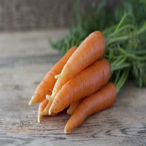 Organic And Healthy Fresh Carrot