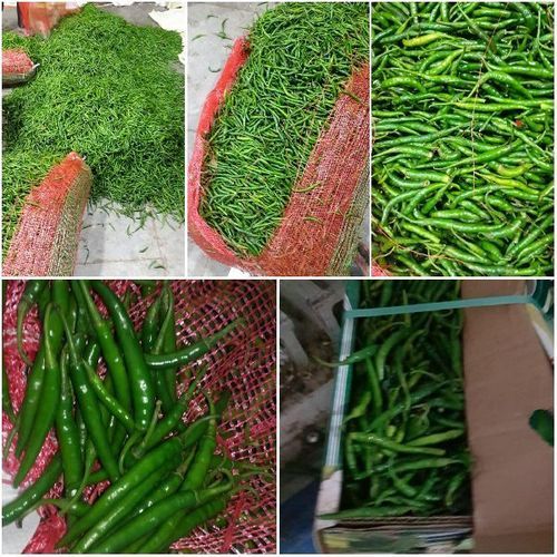 Organic And Natural Fresh Green Chilli Shelf Life: 5-7 Days