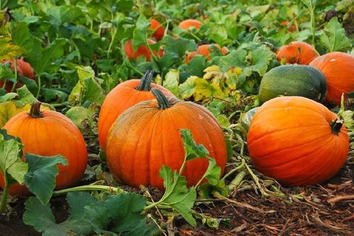 Organic and Natural Fresh Pumpkin