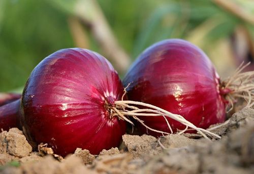 Organic And Natural Fresh Red Onion