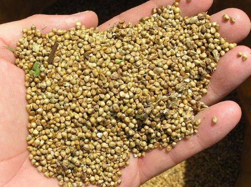Organic Dried Millet Seeds