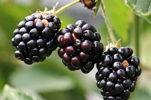 Healthy and Natural Fresh Blackberry