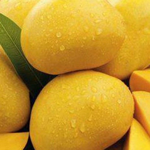 Yellow Healthy And Natural Fresh Mango