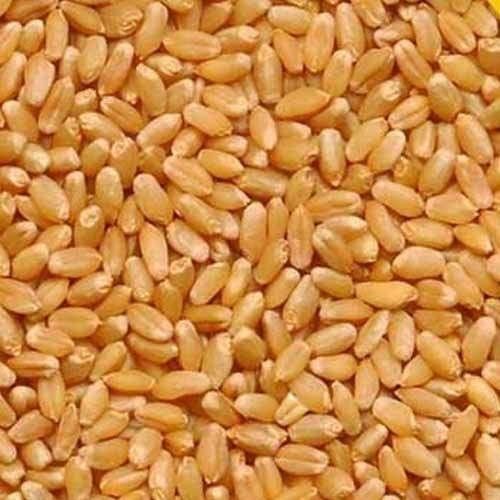 Healthy and Natural Sharbati Wheat