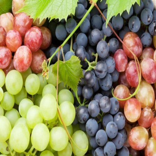 Black Organic And Healthy Fresh Grapes