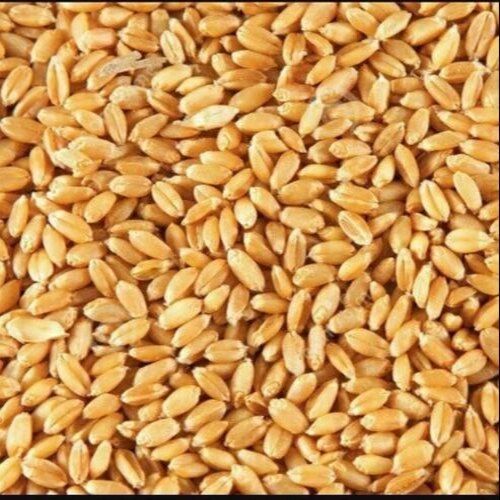 Brown-Yellow Organic And Natural Lokwan Wheat 