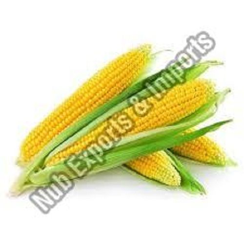 Farm Fresh Yellow Corn