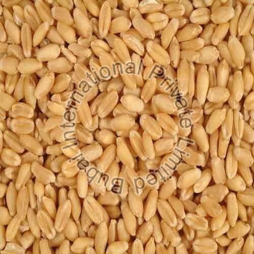 Gluten Free Wheat Seeds