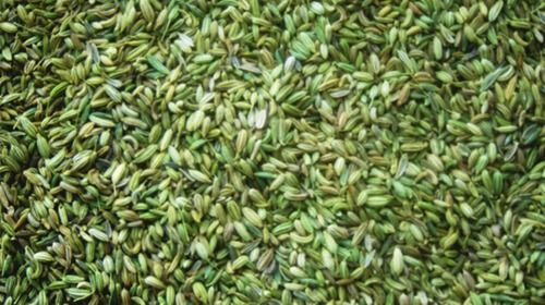 Green High In Protein Fennel Seed