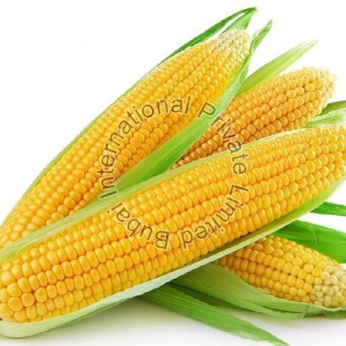 Highly Effective Yellow Maize