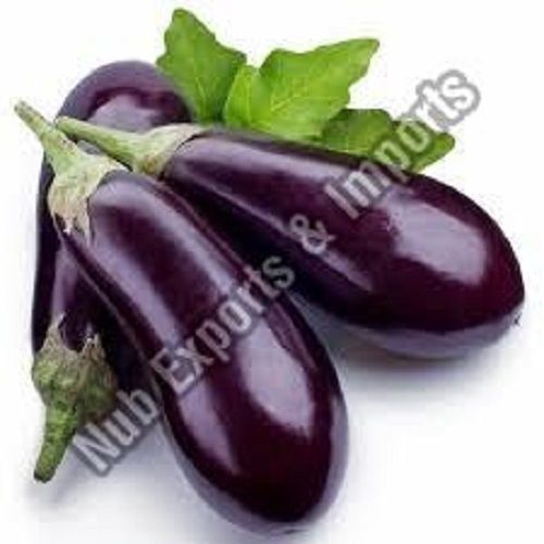 Organic Farm Fresh Brinjal