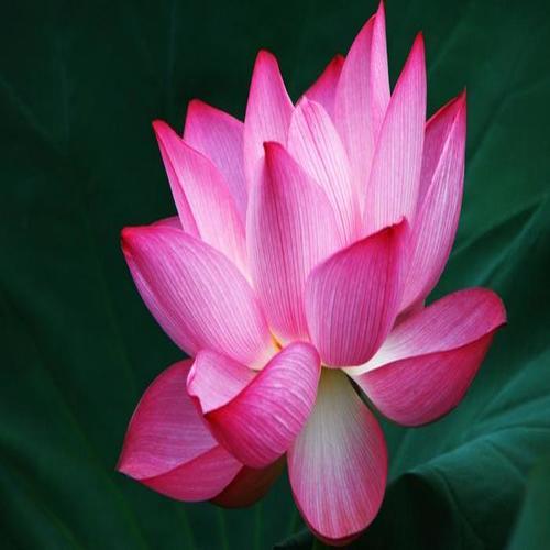Organic Fresh Pink Lotus Flowers