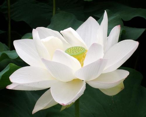 Organic Fresh White Lotus Flowers