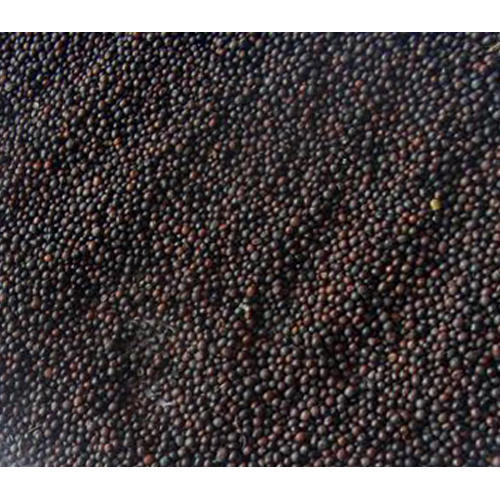 Black Organic Micro Mustard Seed