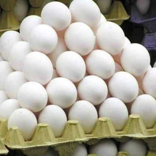 Wholesale Price Fresh Eggs Egg Origin: Chicken