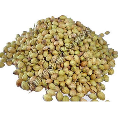 Healthy and Natural Green Coriander Seeds