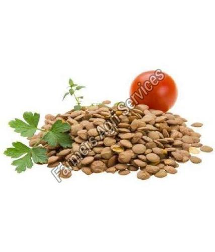 Healthy and Natural Hybrid Tomato Seeds