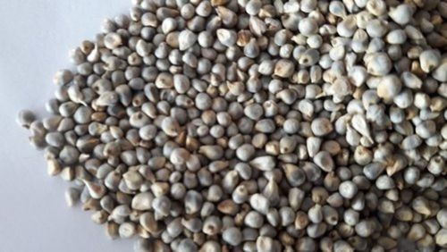 High In Protein Green Millet