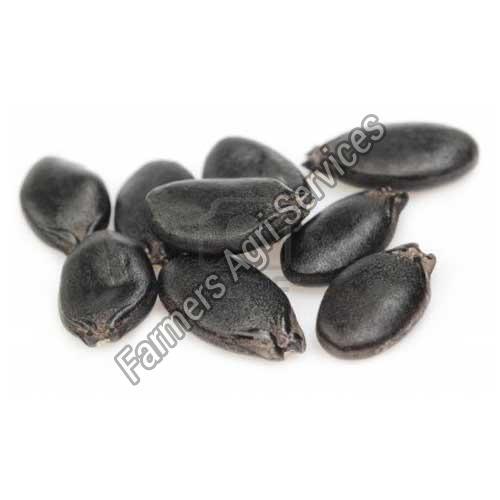 Hybrid Sponge Gourd Seeds