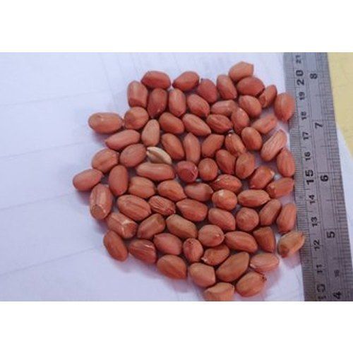 Natural Java Groundnut Seed