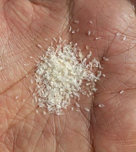 Psyllium Husk Super White