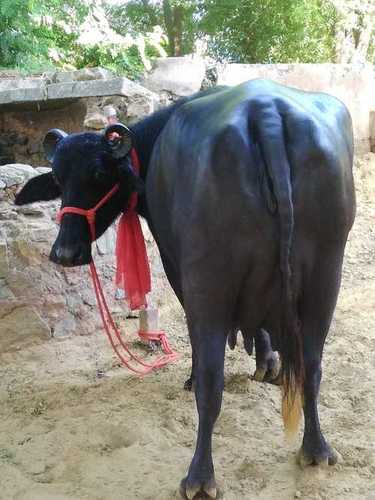 Pure Black Murrah Buffalo for Dairy