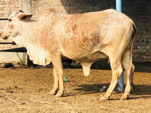 Red And White Rathi Cow Gender: Female