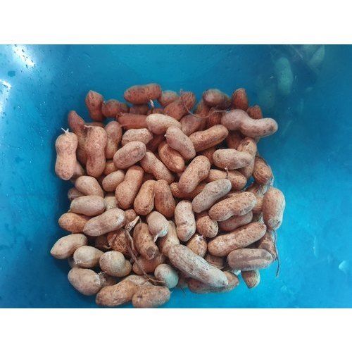 Brown Tj Chinese Groundnut Seed