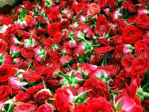 Fresh Button Rose Flowers Shelf Life: 12-14 Days