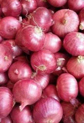 Fresh Red Onion